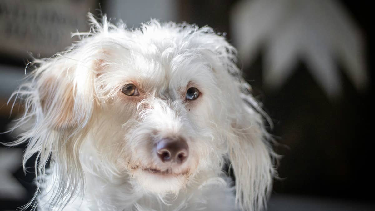 Abandoned Dog's Healing Journey Starts With an Adventure — and His Very First Pup Cup