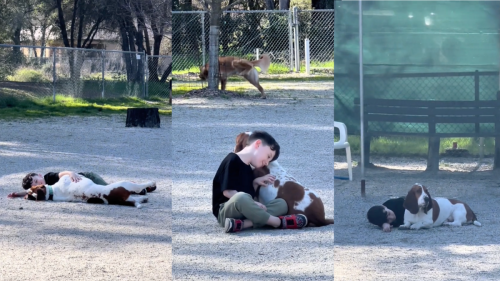 Little Boy Making an Unlikely Friend at the Dog Park Has Mom in Stitches