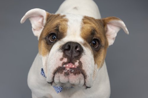 Bulldog's Guilty Face Full of 'Tic Tac Teeth' After Chewing Couch Is Impossible to Resist