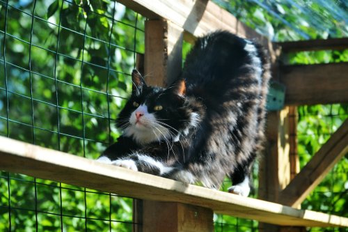 Cats at Sanctuary Fall in Love With New Outdoor Enclosure Space To Play and Sunbathe