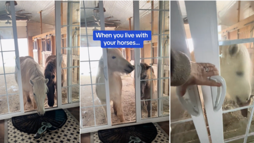 Mom Catches Moment Horses Bust Into Her House and Steal Her Shoes