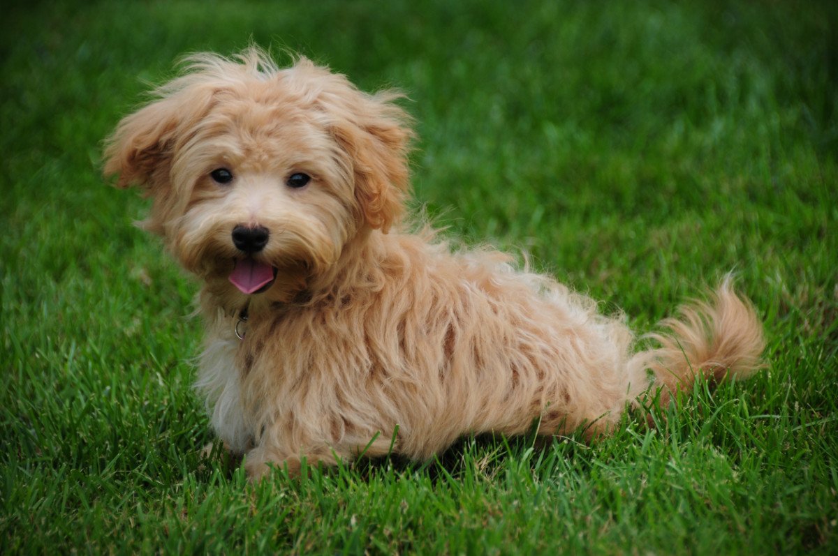 Can You Say 'Awww!" These 30 Teddy Bear Dog Breeds Are The Cutest Things You'll See All Day