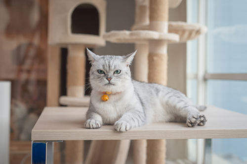 Moment Hungry Cat Gets 'Overwhelmed by Greed' Is Full of Pure Comedy