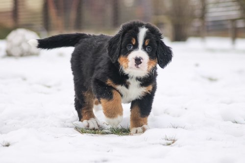 Bernese Mountain Puppy Trots Along with Mouse In the Snow Like Something Out of a Cartoon