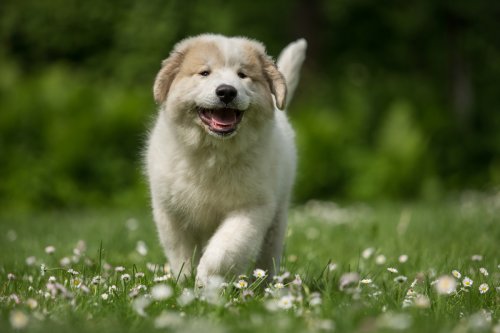 5-Week-Old Great Pyrenees Puppy Already 'Working Her Livestock' Is a Career Woman at Heart