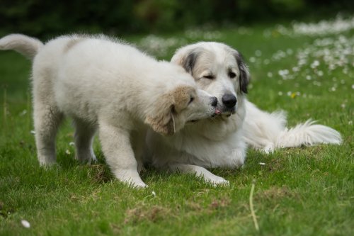 Great Pyrenees Puppy 'Finding Her Place in Pack' of Livestock Guardian Dogs Is Everything