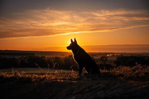 Gorgeous German Shepherd’s Rare Condition Makes Her Look Splattered in Finest Art