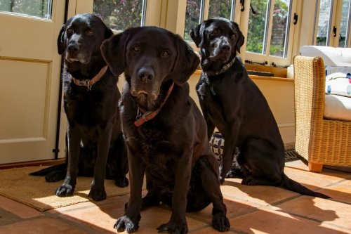 Labrador Partners in Crime Nab Cinnamon Buns from Amazon Truck in Hilarious Heist