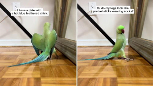 'Self Conscious' Parrot Practicing His Dance Moves Before His Date Is Pure Romance