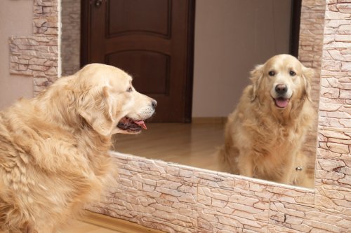 Golden Retriever Has the Cutest Puzzled Face After Noticing His Mirror Reflection