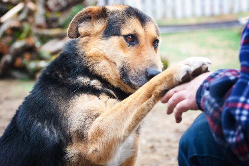 Moment Woman Realizes Street Dog 'Has Nowhere Else to Go' Results in Most Amazing Surprise