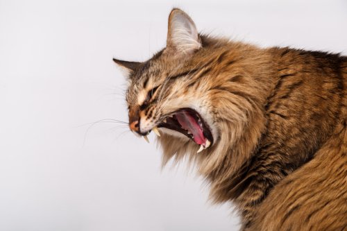 Tabby Cat's Unusual Choice of 'Toy' Has Everyone Rolling with Laughter
