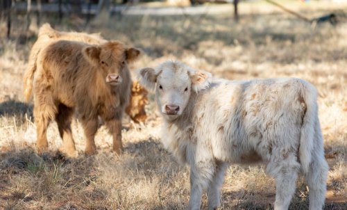 Precious Mini Cows Get Spoiled with Their First Taste of Pumpkin Pie