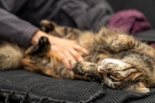 Woman Sweetly Coaches Her Kitty Through Labor with the Most Fitting Belly Rubs