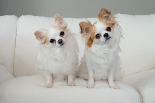New Study About Dogs and Human Conversation Is Mind-Blowing