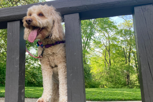 Goldendoodle Rocks a Mullet Like a Country Star and We Can’t Look Away