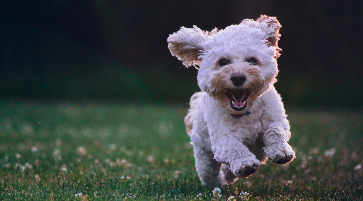 25 Adorable Hypoallergenic Dog Breeds That Don't Shed