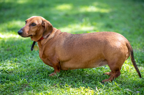 9 Ways You're Shortening Your Dog's Life, According to a Vet