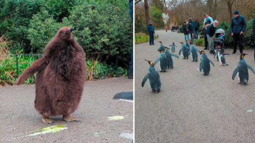 Daily 'Penguin Walk' at Basel Zoo in Switzerland Is Truly a Sight to Behold