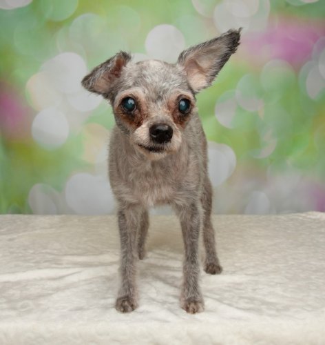 Tiny Hairless Chihuahua Who Looks Like a 'Gremlin' Is the Cutest Little Diva