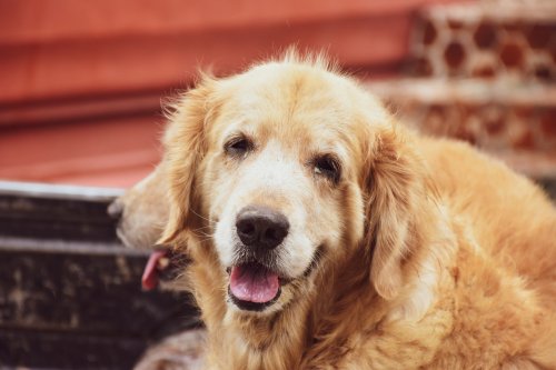 Golden Retriever’s Visit to Childhood Yard One Last Time Has Everyone in Tears