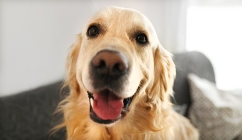 Golden Retriever Uses Most Epic Side-Eye to Guilt Mom Into Giving More Snacks