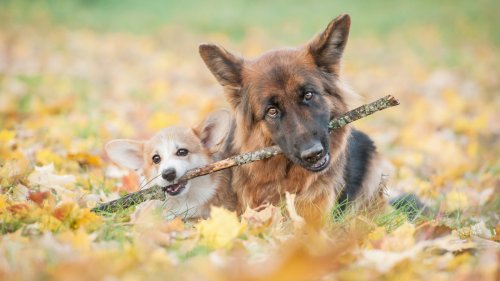 Patient German Shepherd Teaches Pup Sister Not to Steal His Bone in Sweetest Way