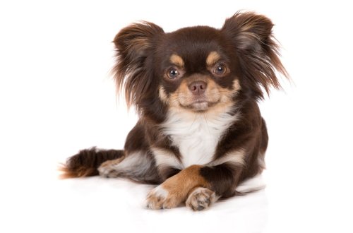 Mom’s Compilation of Tiny Chihuahua's Different Types of Side-Eye Has People Cracking Up
