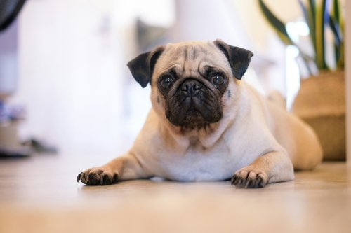 Pug's Precious Face After Landing in Mom's Custom 'Jail' Is Totally Irresistible