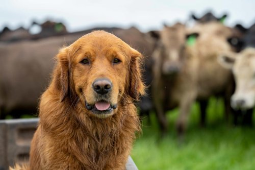 Flirty Golden Retriever Tries Every Trick in the Book to Get Kisses from Cows