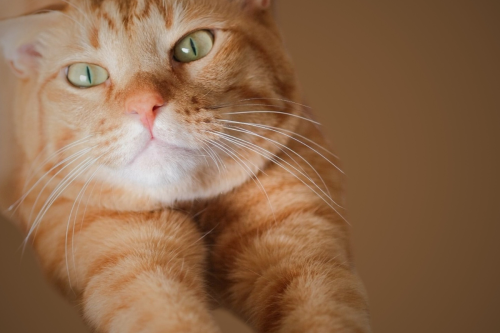 Polite Orange Cat Asks for Breakfast Just Like a Human and It's Perfect