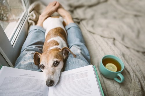 Chill Dog Who ‘Will Hold Books for Treats’ Is Making Bookworms Jealous