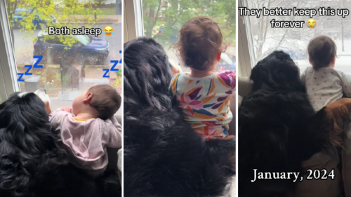 Compilation Video of Bernese Mountain Dog's Bond with Baby Is Going Viral