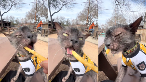 Cat's Over-the-Top Response to Eating a French Fry Instantly Goes Viral