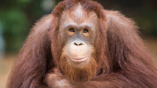 Phoenix Zoo Celebrates Orangutan's 45th Birthday with Chic 'Old Hollywood-Themed' Treat