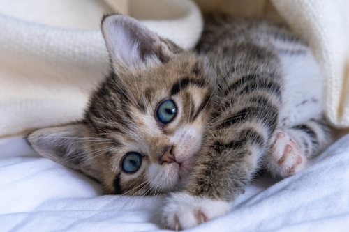 Tiny Kitten's Precious First 'Loaf' Attempt Is Enough to Make Anyone Melt