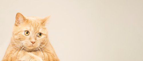 Orange Mama Cat Who's Kittens Won't Give Her a Break Has Parents Feeling Seen