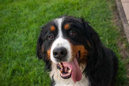 Bernese Mountain Puppy with Gorgeous ‘Human Eyes’ Has Everyone Swooning