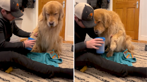 Golden Retriever Is in Full Drama-Mode From Having to Clean His Paws