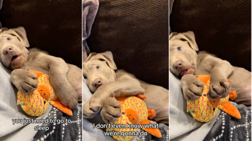 Overtired Labrador Puppy’s Tantrum Over Toy Is Proof That Naps Are the Best