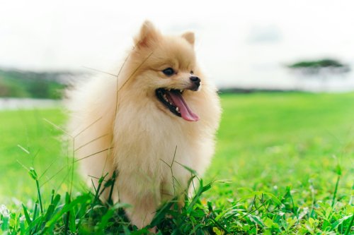 City-Loving Pomeranian Is Totally Mind-Blown by Huge Field of Flowers