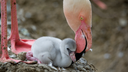 Dallas Zoo Introduces Baby Mini 'Fluffball' Flamingo Chicks Still Learning to Stand