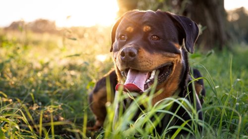 Adorable Rottweiler Charms All With His Gentle Approach to 'Making Friends'