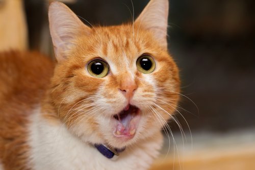 Orange Cat's Sheer Annoyance Over Mom's Singing Is Totally On-Brand