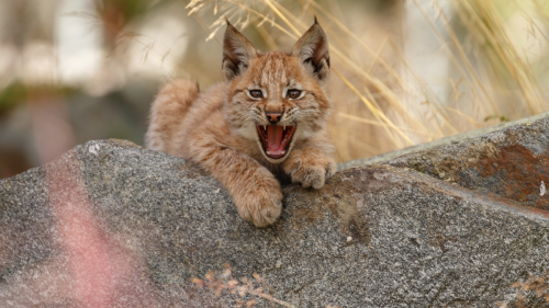 New Orleans' Audubon Zoo Welcomes Adorable Bobcat Kittens with the Cutest Names