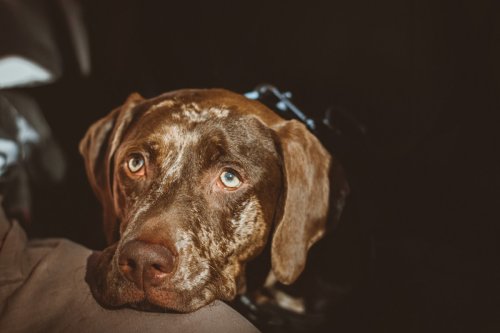 Rare Catahoula Leopard Dog’s Dramatic Meltdown Is Giving Total Toddler Vibes