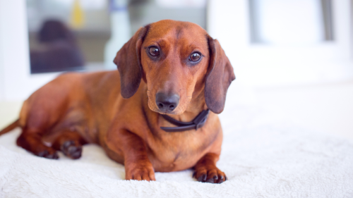 Dachshund Rings Bell 'Demanding Service' from Mom on a Nice Weather Day