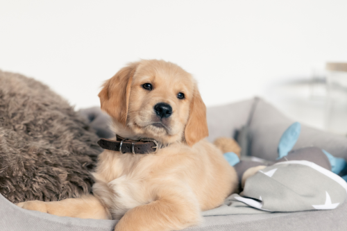 Golden Retriever's Couch Zoomies Went From Adorable to Chaos in 9 Months and It Will Touch Your Heart