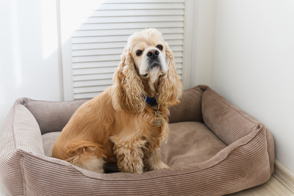 Cocker Spaniel's Adorable 'Busted' Face After UnMaking the Bed Is