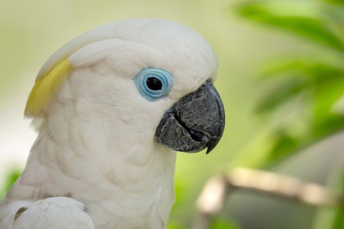 Cockatoo Hiding in a Bucket Looks Like a Really Bizarre Hermit Crab